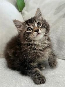 Chaton Sibérien Hypoallergene - Photo 3