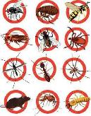 SAME-DAY Pest & Animal Removal — 15% OFF | CALL NOW 647-779-1779 - Photo 2