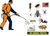 SAME-DAY Pest & Animal Removal — 15% OFF | CALL NOW 647-779-1779 - Photo 6