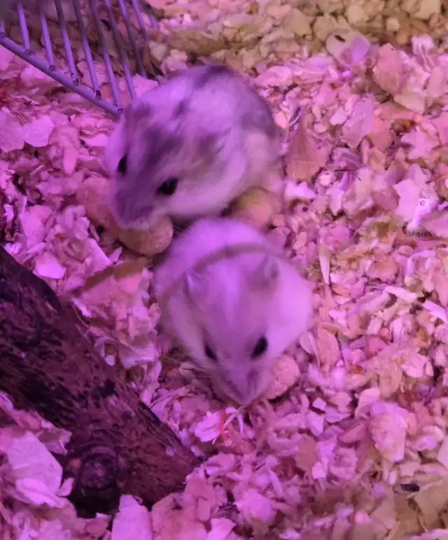 Bébés hamsters nains Winter White