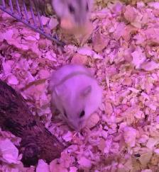 Bébés hamsters nains Winter White - Photo 2