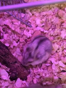 Bébés hamsters nains Winter White - Photo 3
