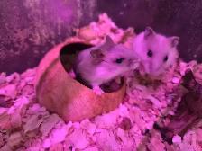 Bébés hamsters nains Winter White - Photo 4