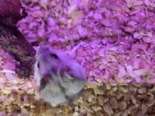 Bébés hamsters nains Winter White - Photo 5