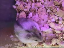 Bébés hamsters nains Winter White - Photo 6