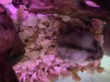 Bébés hamsters nains Winter White - Photo 7