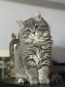 Chatons Himalayen-Persan - Photo 4