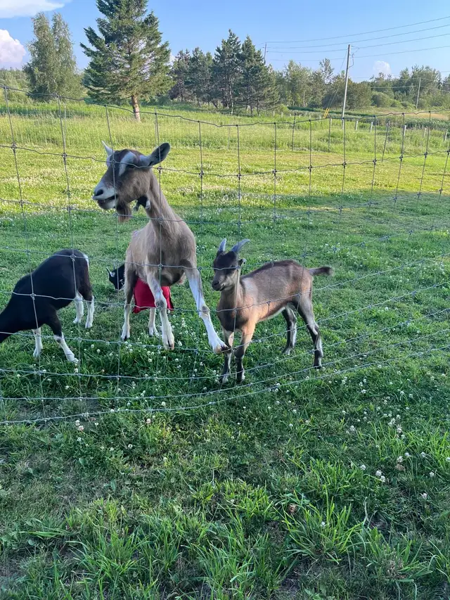 4 Goats for Sale Milk