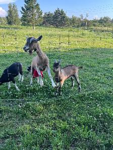 4 Goats for Sale Milk