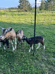 4 Goats for Sale Milk - Photo 2