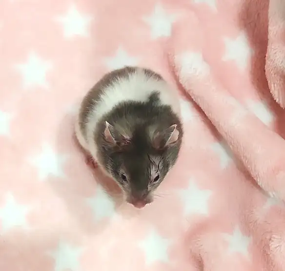 hamster syrien