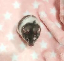 hamster syrien