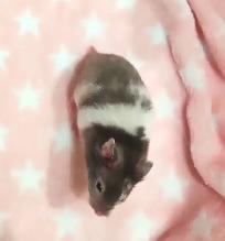 hamster syrien - Photo 2