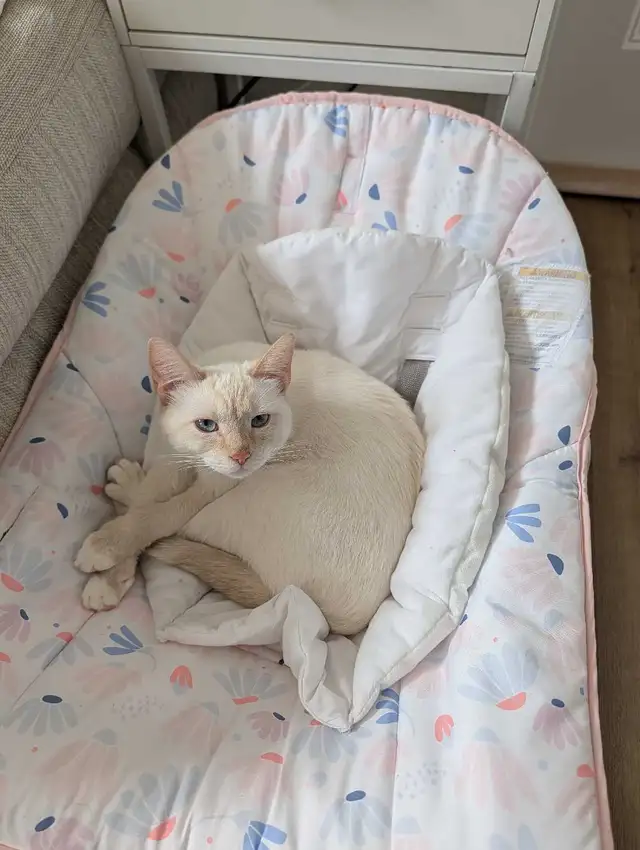 Siamese mix Female young kitten