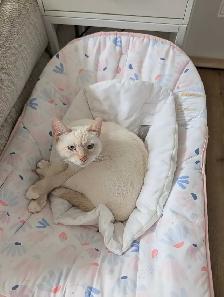 Siamese mix Female young kitten