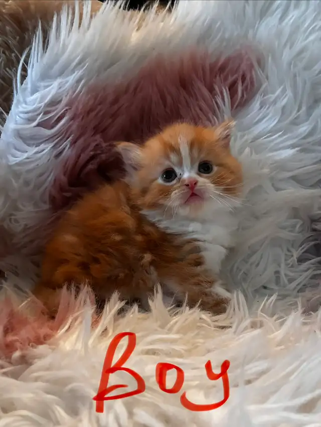 Himalayan Ragdoll
