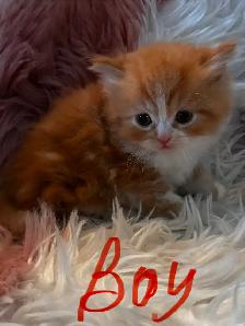 Himalayan Ragdoll - Photo 2