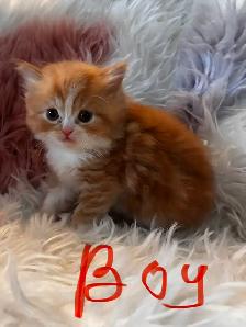 Himalayan Ragdoll - Photo 3