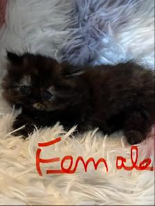 Himalayan Ragdoll - Photo 4