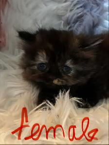 Himalayan Ragdoll - Photo 5