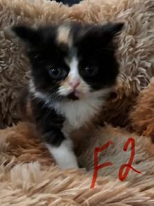 Himalayan Ragdoll - Photo 6
