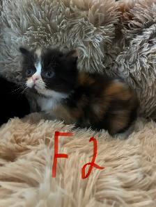 Himalayan Ragdoll - Photo 7