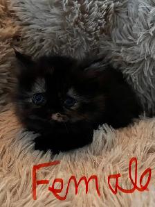 Himalayan Ragdoll - Photo 8
