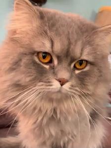 Himalayan Ragdoll - Photo 9