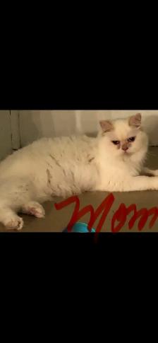Himalayan Ragdoll - Photo 10