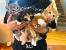 Kittens looking for new amazing homes !