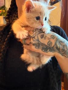 Kittens looking for new amazing homes ! - Photo 2