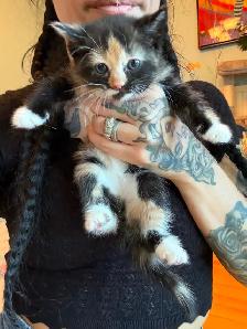 Kittens looking for new amazing homes ! - Photo 3