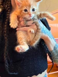 Kittens looking for new amazing homes ! - Photo 4