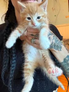 Kittens looking for new amazing homes ! - Photo 5