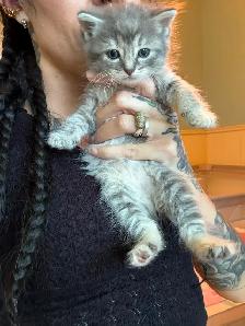 Kittens looking for new amazing homes ! - Photo 6