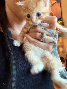 Kittens looking for new amazing homes ! - Photo 7