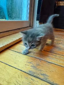 Kittens looking for new amazing homes ! - Photo 8