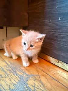 Kittens looking for new amazing homes ! - Photo 9