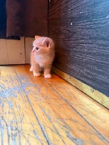 Kittens looking for new amazing homes ! - Photo 10