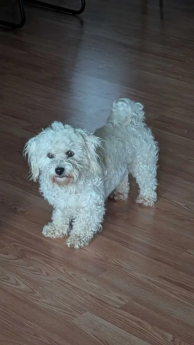 Gorgeous & Affectionate Adult Havanese Female