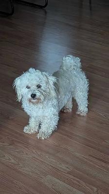 Gorgeous & Affectionate Adult Havanese Female