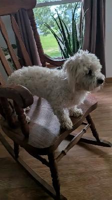 Gorgeous & Affectionate Adult Havanese Female - Photo 2