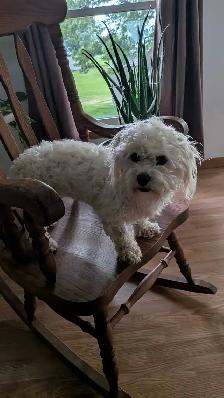 Gorgeous & Affectionate Adult Havanese Female - Photo 3