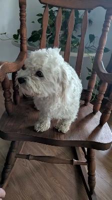 Gorgeous & Affectionate Adult Havanese Female - Photo 4