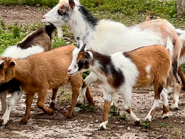 Purebred Nigerian Dwarf