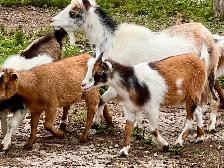 Purebred Nigerian Dwarf