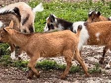 Purebred Nigerian Dwarf - Photo 2
