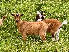 Purebred Nigerian Dwarf - Photo 3