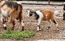 Purebred Nigerian Dwarf - Photo 4