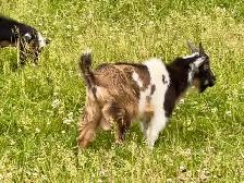 Purebred Nigerian Dwarf - Photo 8